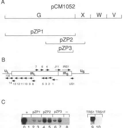 FIG. 3.DpnI-resistantplementationthepCM1029,tationMethods.the2 to Evidence that five cosmids are needed for complemen- of HCMV origin-dependent DNA replication