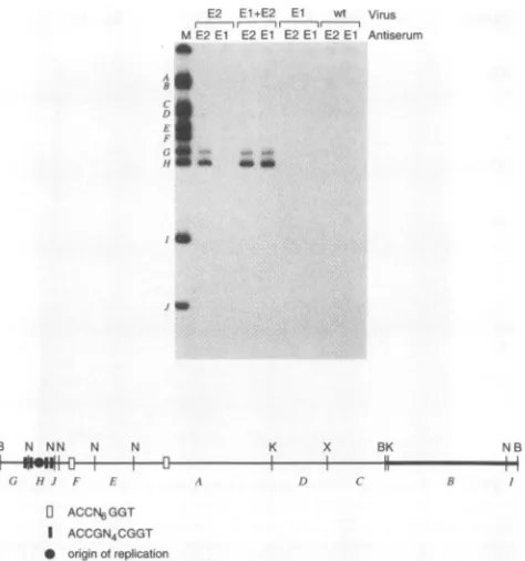 FIG. 6.withbindingthefollows:theproteinrestrictedandlinearizedsequenceseparateding The El protein localizes to a DNA fragment containing viral replication origin