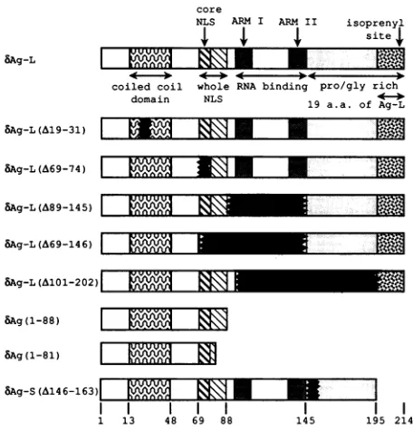 FIG. domainsof the delta antigenportions are blackedout this study. or Deleted omitted1