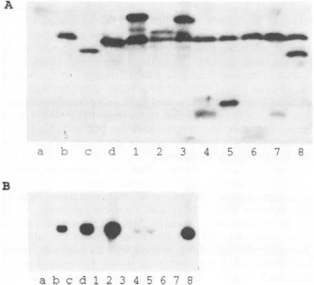 FIG. 4.ofpresencefrommaterialples.e,agreementdiolabeled,bAg-L(A69-74)146) 5Ag-L(A101-202); proteins Packaging and copackaging assay; Western blot analysis expressed within cells and secreted from cells in the of HBV sAg