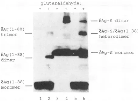 FIG. 5.Themedium,determineddimer,bAg-S.a.a.;bAg(1-88).forLanes: Western blot analysis of in vivo-cross-linked bAg-S and Samples in even-numbered lanes were isolated from cells which 0.01% glutaraldehyde was added to the tissue culture and samples in odd-nu