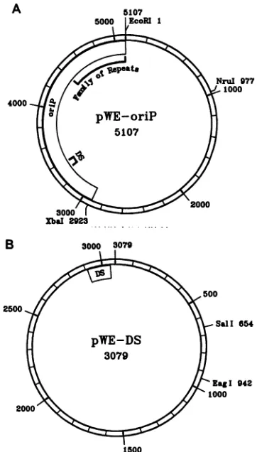 FIG. 1.pletetheoriPsymmetry Plasmid maps of pWEoriP (A) and pWE-DS (B). pWE- and pWE-DS are pBR322-derived plasmids containing a com- onP fragment and a fragment containing only the dyad (DS) region, respectively