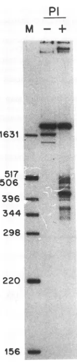 Figure 5AanalysisBrackets and B shows autoradiograms of sequence-level of the P1 nuclease-specific nicks within pWEoriP