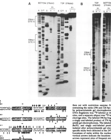 FIG. 5.siteanalysis Nucleotide-level map of the P1 nuclease-hypersensitive within the family of repeats of oriP