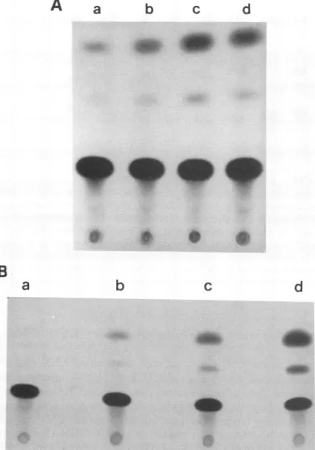FIG. 3.b,EBNA2-5pWT-CATwithmentsFew-pZipSVneo(x)parenthesis.cells.thecells;inspots,lysatesDe parenthesis, 1.8%), (A) Constitutive expression of HIV-1 LTR in transfected Few or EW36 cells