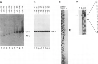 FIG. 2.withextractedplasmid.plasmidsandreaction.downstreamactin RT-PCR analysis of RNA following transfection of Jurkat T cells with HTLV-I deletion mutants