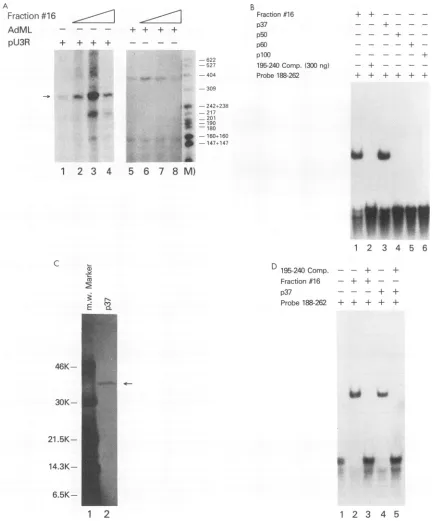 FIG. 4.oligonucleotidebindingpromoters.betweenchromatographyHTLV-I-control,isolatedaelutedSDS-gel