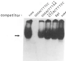 FIG.1.phoretic mobilityTCC)nuclearpositioncleotidecorrespondingperformedunlabeledplexedexcess.differs A GGG-to-CTC mutation lacks the ability to compete for factors that nornally bind the 239 NF-KB site