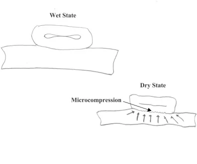 Figure 1.6 Microcompressions form when the swollen fiber contracts in the lateraldirection (Giertz, 1979).