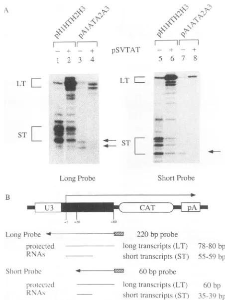 FIG. 5.TATAboxplasmidsRNasecotransfectedeffectors.representRNAsHIV-1becausecorrectlyRNAHIV-16right-handrepresentationnucleotide-longpectedsmaller and RNase protection of the HIV-1 LTR substituted with the box region from the AdML promoter