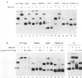 FIG. 4.competitioncomparisonandInhaving,uM) the Analysis of deletion mutants for dimer formation and complex formation with MA(p15)