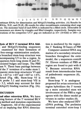 FIG. 5.andand Analysis of recombinant RNAs for dimerization and MA(p15)-binding activities