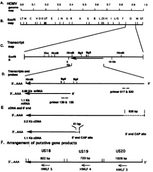 FIG. 1.genome,productsofprimersmissingfromand the Physical map of HCMV Towne strain DNA and relative locations of the EcoRI D fragment, cDNAs, and various transcriptional derived from this tricistronic gene