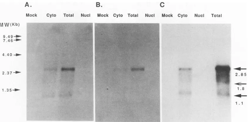 FIG. 2.fromofleft,closenuclearhybridization the Transcription analysis with the 2.3-kb cDNA and strand-specific oligonucleotide probes