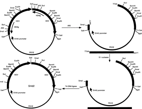 FIG. 1.orientation.represents Schematic diagram of the construction of HDV dimer mutant Smd2 and the relevant restriction enzyme sites