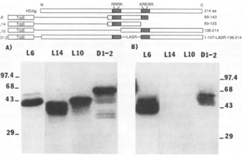 FIG. 2.theteins.acidic Conserved ARMs in representative RNA-binding pro- Abbreviations: B, basic; 0, nonbasic polar; Z, charged; and J, amino acids; HIV, human immunodeficiency virus