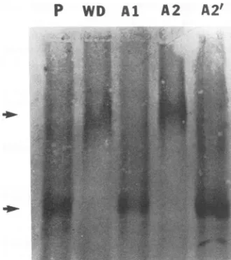 FIG. 5.gelsthelegendindicateand RNA mobility shift analysis of the arginine mutants of two ARMs