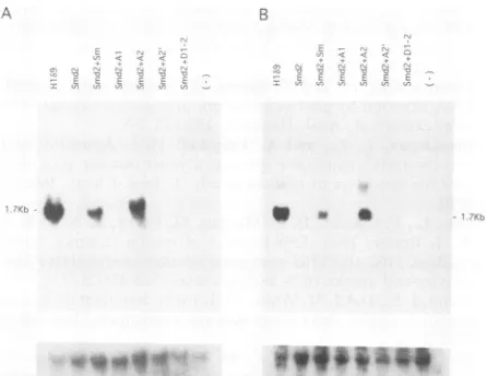 FIG. 7. Schematic diagram of the functional domains of HDAg.