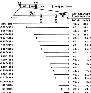 FIG.1.indicated5'usedconstructedsites40describedtranscription deletion early Schematic diagram of the wild-type HFV LTR and the 5' deletion mutants of the HFV LTR and their responses to bell