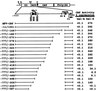 FIG. 2.XhoI;byNRE,regionstoBHK-21-74 +351, Localization of two BRE and one NRE by transient-expression analysis of 3' deletion mutants