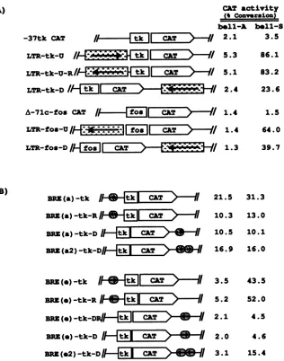 FIG. 6.enhancerlesstheofcontaining(pSbell-A). the Characterization of the enhancer element of the HFV LTR