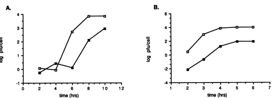 FIG. 7.pointSel-1B-06 One-step growth analysis of cells infected with either PV1 or Sel-1B-06