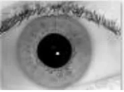 Figure 4. Image acquisition System (a) System with frame grabber (b) CCD Camera (c) Light Source (d) User 