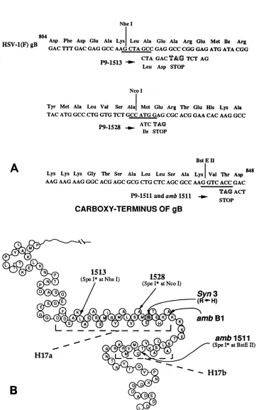 FIG.1.codonsandshowntoindicated 878 (A) DNA and predicted amino acid sequences of a portion of the HSV-1(F) gB gene, ambl511-7, and plasmids P9-1511, P9-1513, P9-1528 from amino acids 804 to 848 (17)