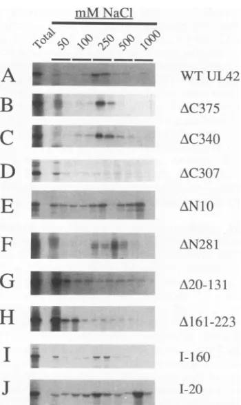 FIG. 2.peptidescatedDNA-cellulosefor(Total).alent DNA-binding assay. [35S]methionine-labeled UL42 poly- expressed in rabbit reticulocyte lysate were applied to columns and eluted with buffer containing the indi- concentration of NaCl