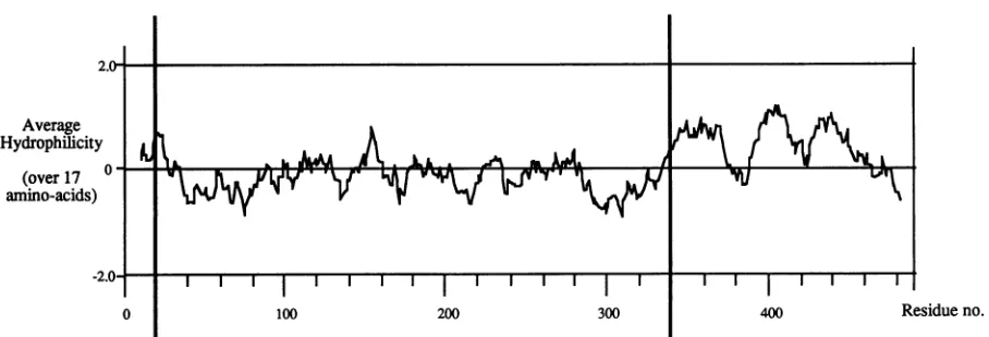 FIG. 6.Hopp-Woodstolerated Hydrophilicity plot of UL42. The predicted sequence of HSV strain 17 UL42 was analyzed for hydrophilicity, using the algorithm and a window size of 17 residues