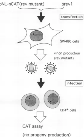 FIG. 3.beconstructsSW480toinfection undergo monitored A single-step infection assay. Virions recovered from cells cotransfected with replication-defective pNL-nCAT (Fig