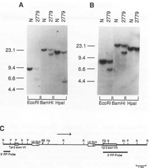 FIG. 1.HpaIEcoRI;EcoRI,HindIII-digestedofofflankingTheregionnucleaseT-cellderivednumberspartialprovirusrepresenttion3'-PP-Probeexperiments(seeexonsand the normal Site of provirus integration and partial restriction endo- map of the Tpl-2 provirus in the Mo