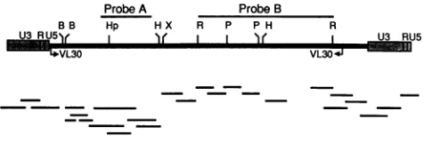 FIG. 2.2779tween Characterization of the Tpl-2 provirus cloned from tumor and sequencing strategy