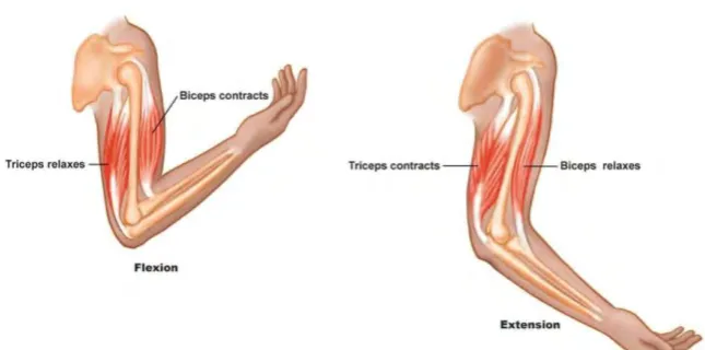 Figure 2.1: Structure of a Skeletal Muscle (SEER Training Modules, 2017) 