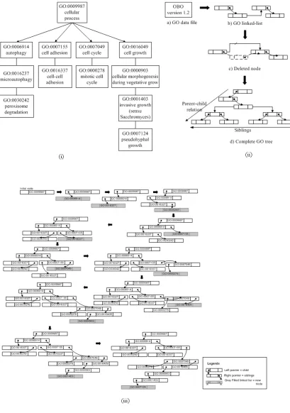 Figure 2. (i) The example of GO tree, (ii) The process of construction of the GO tree using linked list, 