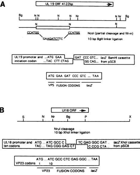 TABLE 1. Complementation of ts1178 by transformed Vero cells
