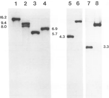 TABLE 2. Plating efficiency of viruses on transformed cells