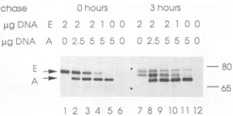 FIG. 9.ofpositionsbandsbeendoindicateddetectedendoprotein(strain[35S]methionine the detected Four of the five potential glycosylation sites of the H are used