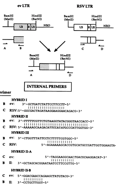 Fig. 5BbindingCCAAT extended from what in RSV is defined as the -131 box-EFI binding site and the -100 CArG box-EFIII site