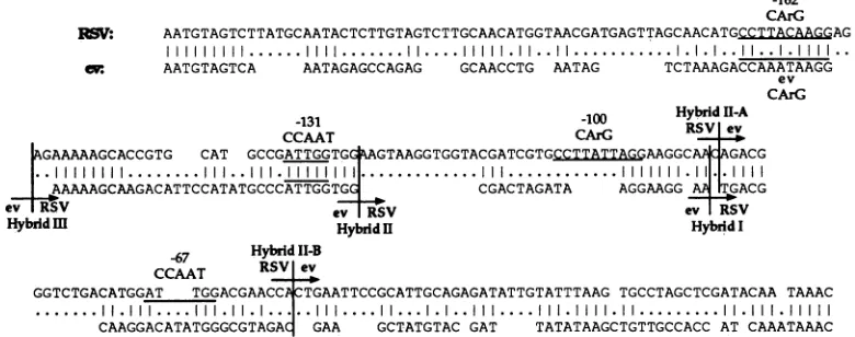 FIG.CCTRSVmismatches.sequences 2. Sequence comparison of ev and RSV U3 regions. Sequences of the RSV and ev-2/RAV-0 U3 regions are from previously published (20, 37, 38) and were independently confirmed