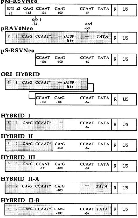 FIG.L~~~~~~~~~~intype,ThefigurebyTheIII)Methods.LTRsstructincludesupstreamintothroughrepresentRSVNeo, ev and 3