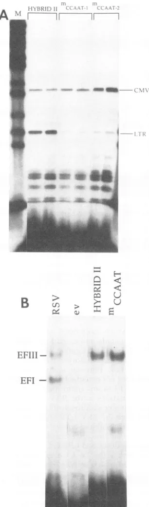 FIG. 5.withbindingparallelfragmentsCCAATsion.mutatedtranscription.andavianintroduceddifferent ev CCAAT box: protein binding activity and role in (A) Transcriptional activity of hybrid II LTRs with a ev CCAAT box