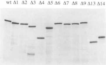 FIG.4.withconditionsobtained Agarose gel analysis of the binding of capsid proteins N-terminal in-frame deletions to Sindbis virus RNAs