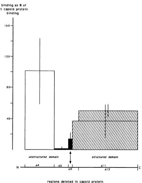 FIG. 5.meansclassesthetion,formsdeleted,torectangleSindbis that Specific binding of deleted forms of the capsid protein to virus RNAs