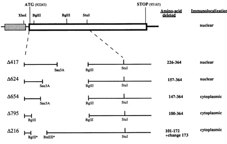 FIG. 2.line Immunological detec 293 transfected with pUCE3