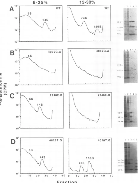 FIG.Fractionwild-type-transfectedgraphs(A)gradient,3,(15). 14S 2. Analysis of assembly intermediates present in wild-type- and nonviable poliovirus mutant-transfected cells