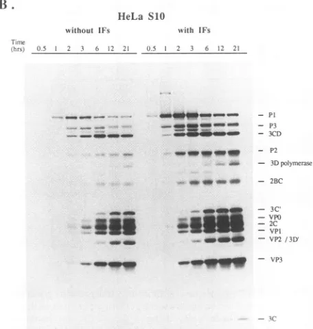 FIG. 3.wereTranslationwithThebuffer,gel,extract50activityremovedfiltered,reactionoligo(U),polymeraseatCH3HgOH-1%radiography.Methods.[35S]methionine, the ,ug Time course of protein synthesis and RNA polymerase in a HeLa S10 and a HeLa S10-IF translation rea