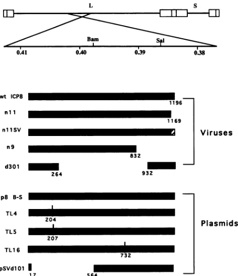 FIG. 1.barthethelocationMaterials Locations of ICP8 gene mutations used in this study