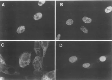 FIG. 2.viruses.PAAanti-mouse Subcellular localization of ICP8 encoded by mutant viruses nll and nllSV
