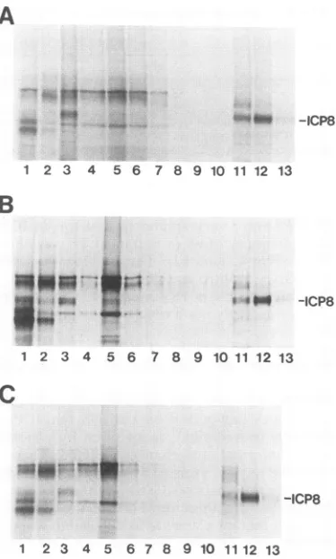 TABLE 4. Recombination between ICP8 mutantsa